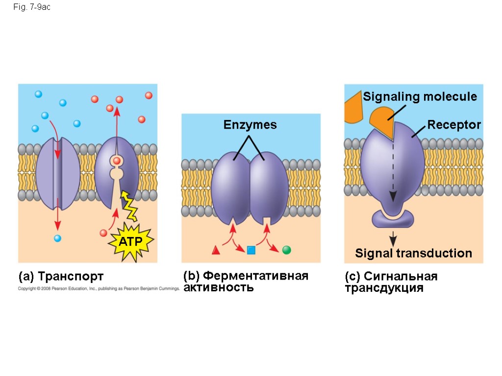 Fig. 7-9ac (a) Транспорт (b) Ферментативная активность (c) Сигнальная трансдукция ATP Enzymes Signal transduction